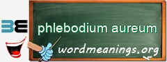 WordMeaning blackboard for phlebodium aureum